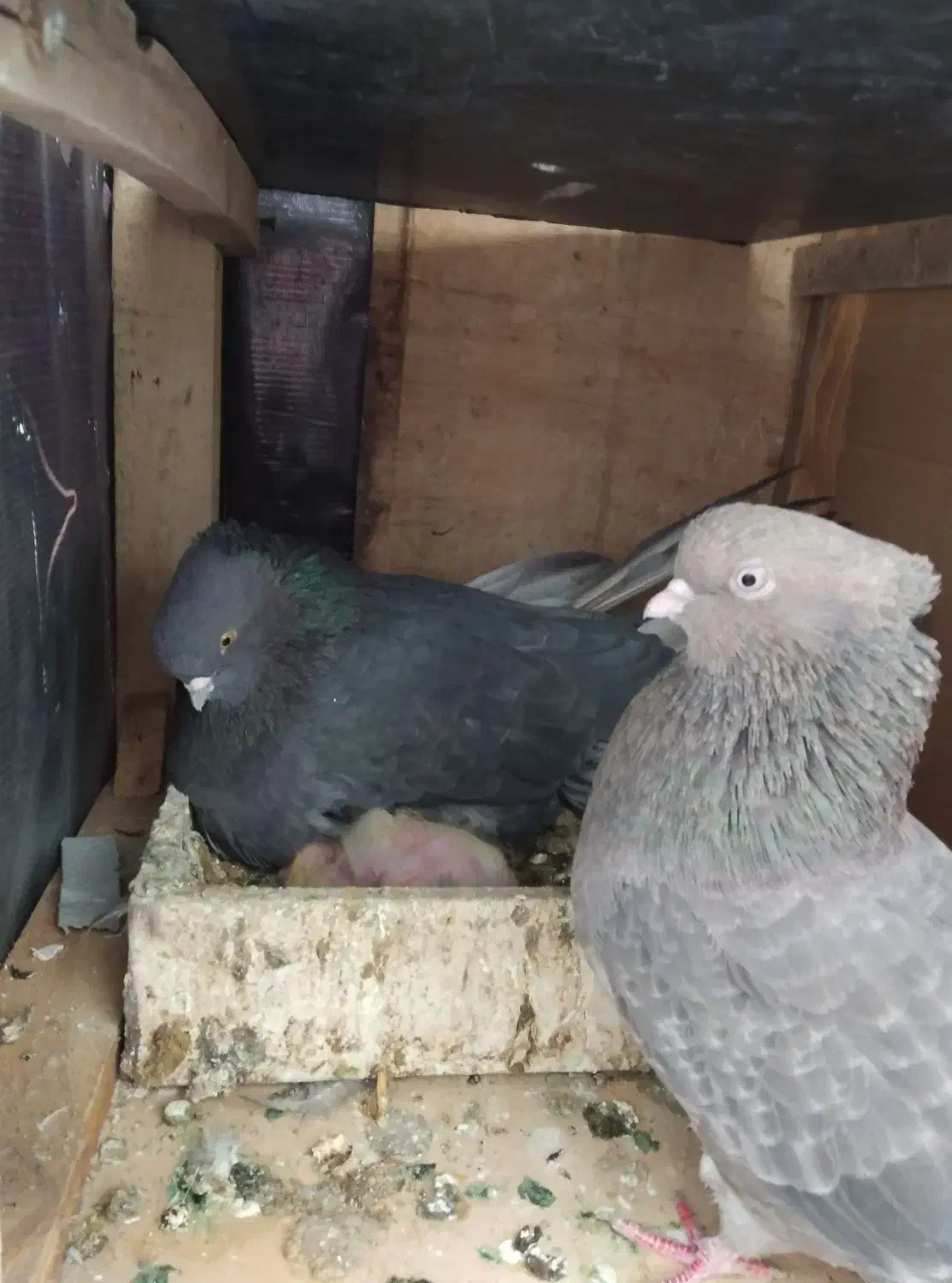 گمشده|حیوانات|رباط‌کریم, کیکاور|دیوار