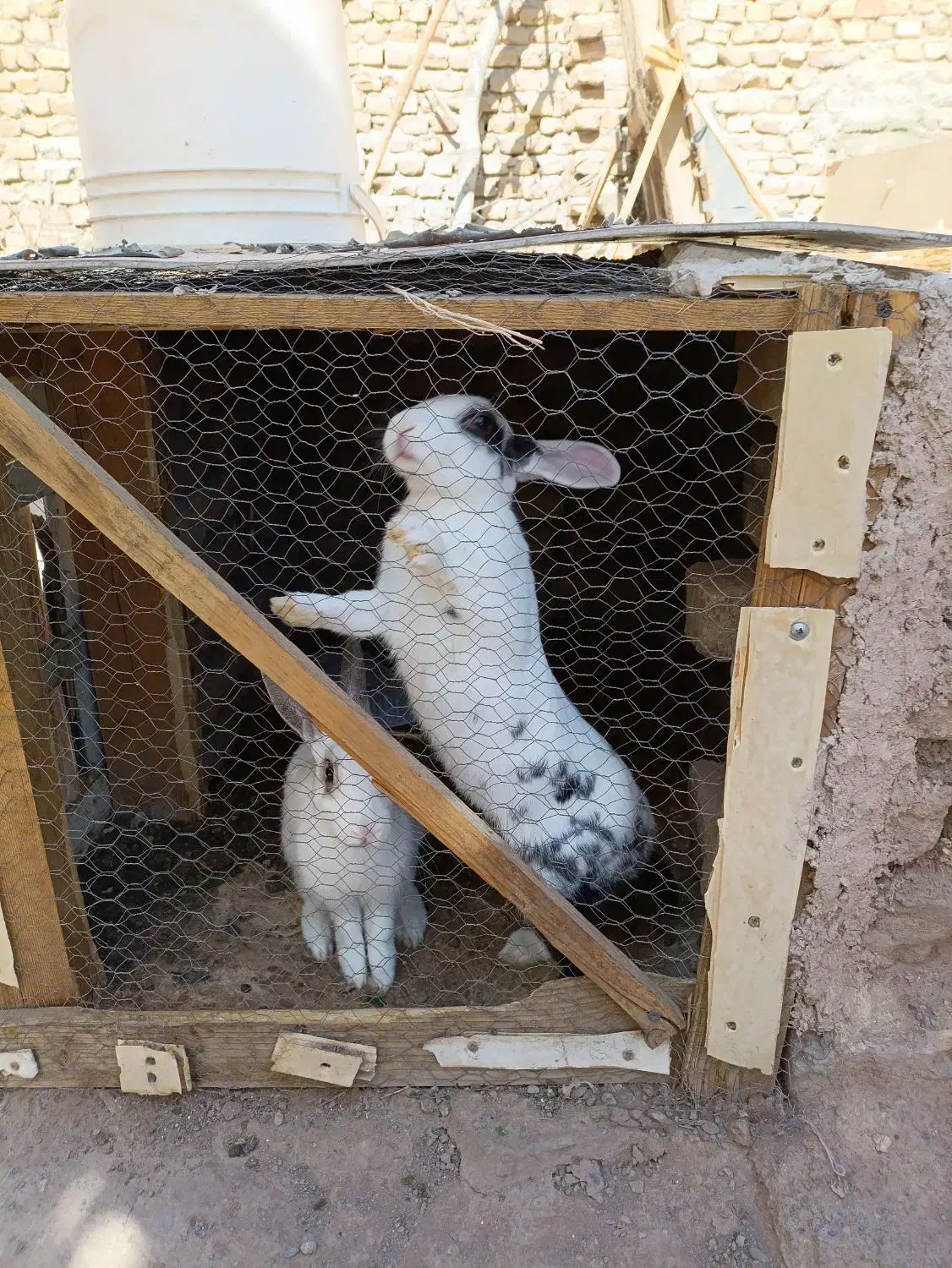 خرگوش|موش و خرگوش|نیشابور, کشتارگاه|دیوار