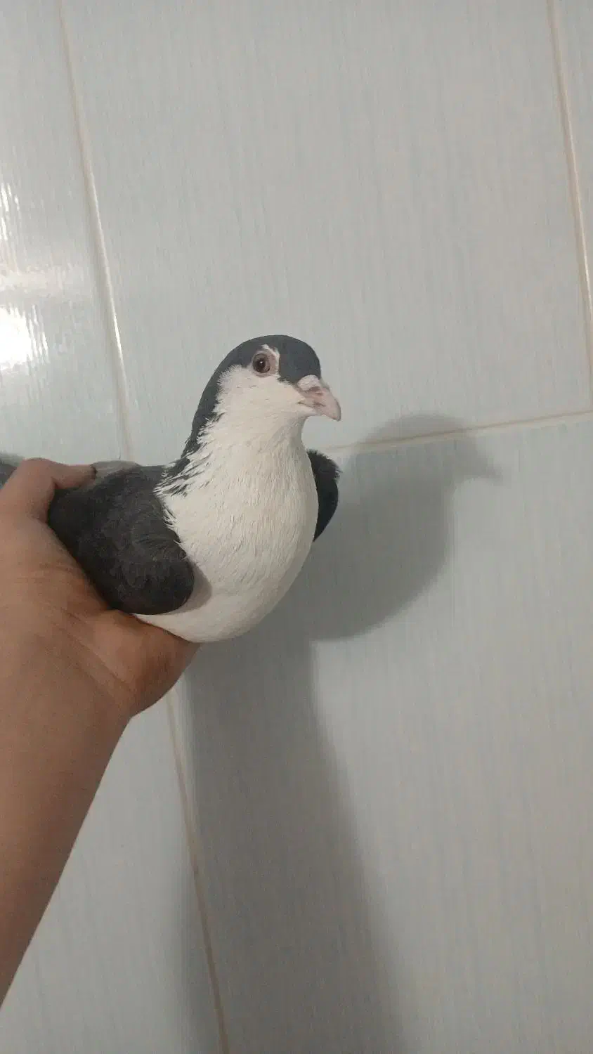 شیراز خوشگل|پرنده|کرمان, |دیوار