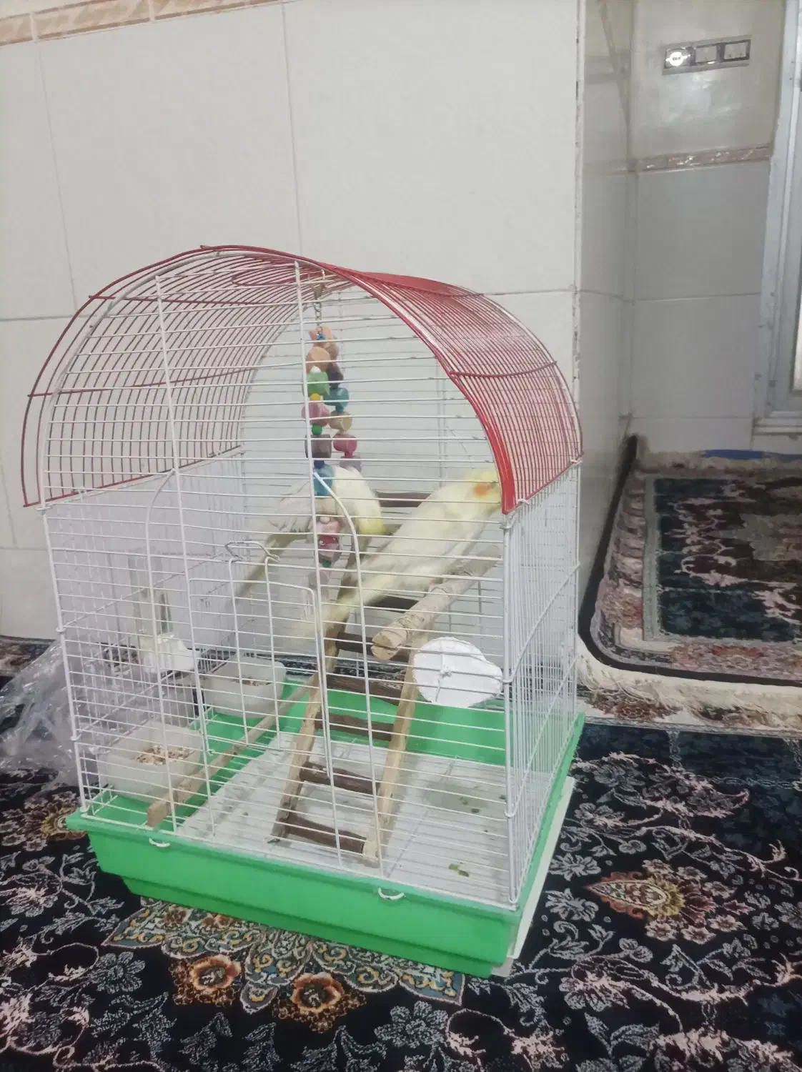 عروس هلندی دوتا نر|پرنده|قزوین, |دیوار