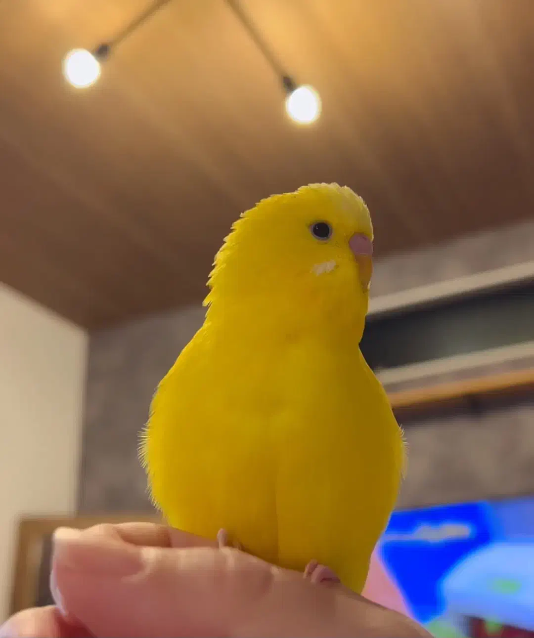 مرغ عشق چلوندنی(فول دستی )ناز|پرنده|شاهینشهر, شهرک گلدیس|دیوار