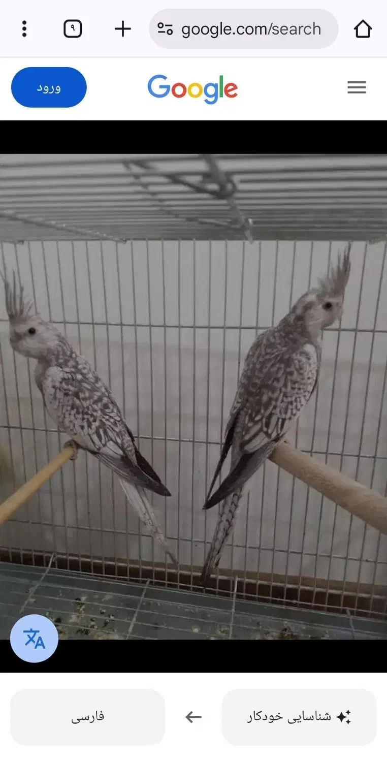 عروس هلندی گم شده|پرنده|اسفراین, |دیوار