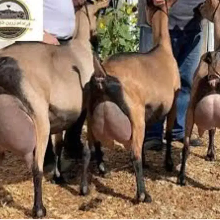 فروش بز های سانن نژاد های پر شیر|حیوانات مزرعه|خسروشاه, |دیوار