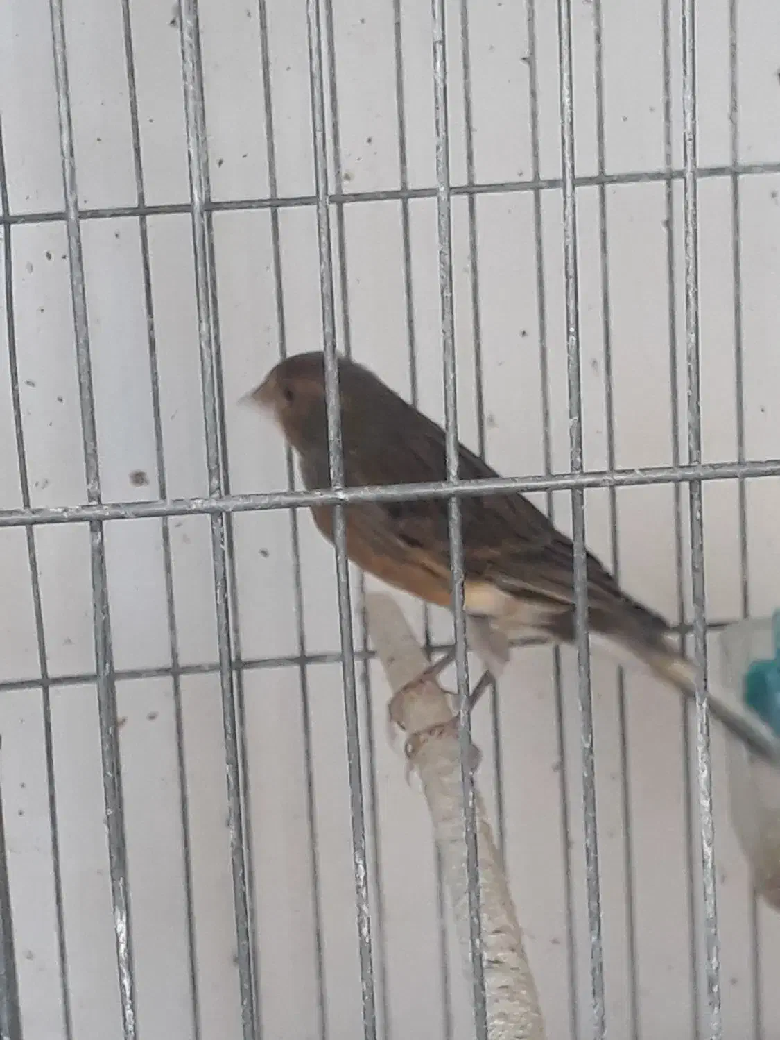 قناری|پرنده|مشگین شهر, |دیوار