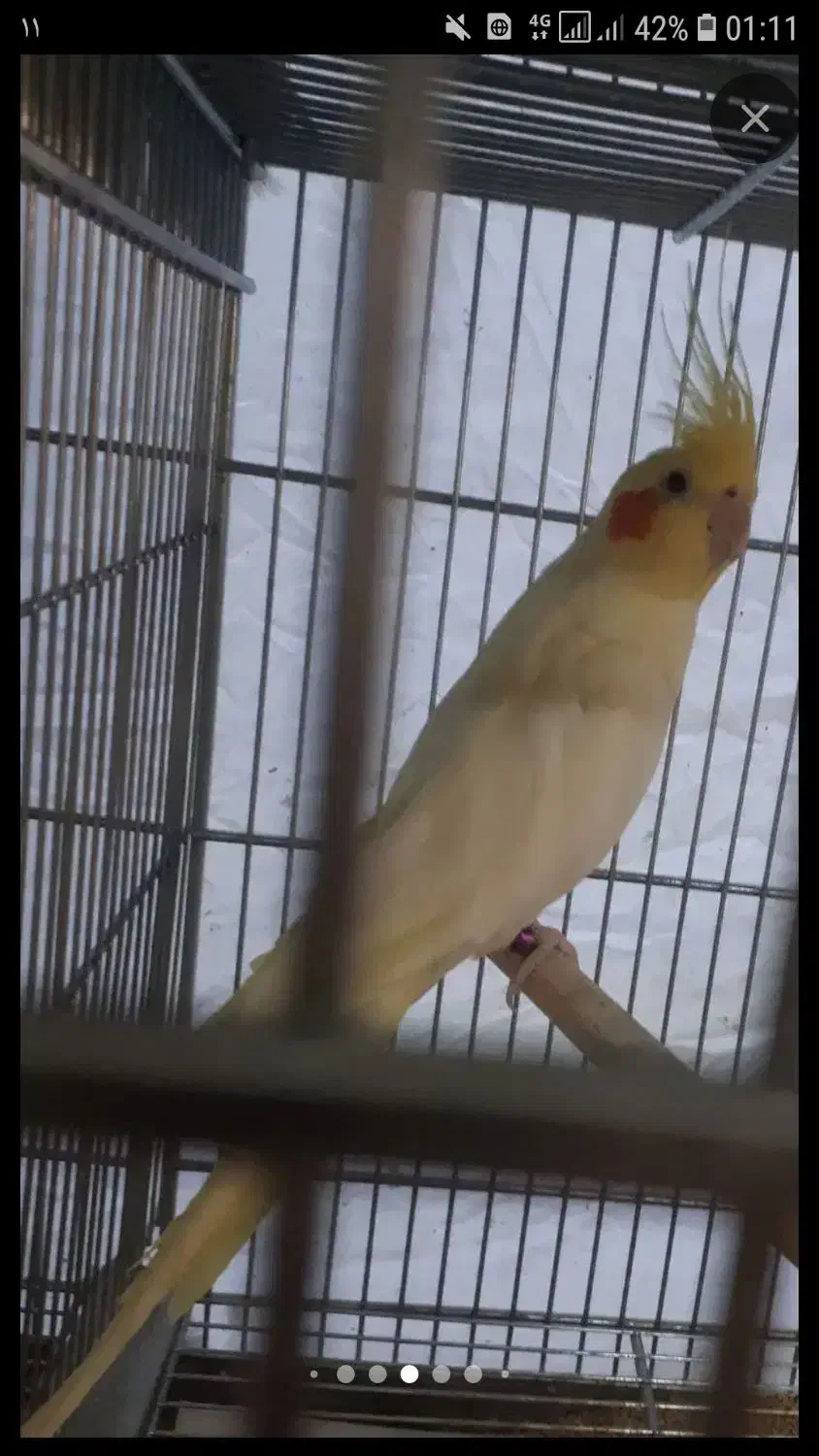 عروس هلندی مولد|پرنده|بروجن, |دیوار