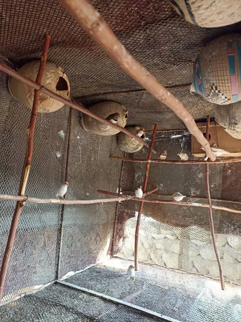 فنچ|پرنده|بندرعباس, |دیوار