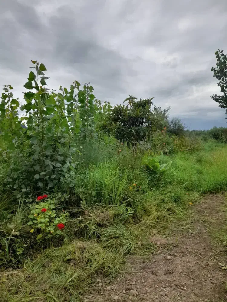 ۹۷۵مترزمین ویوو بی نظیر داخل طرح چسب مسکونی معاوضه|فروش زمین و ملک کلنگی|لاهیجان, لیالستان|دیوار