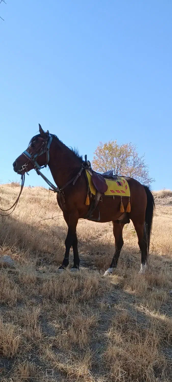 اسب کرد مخصوص سواری|اسب و تجهیزات اسبسواری|همدان, |دیوار