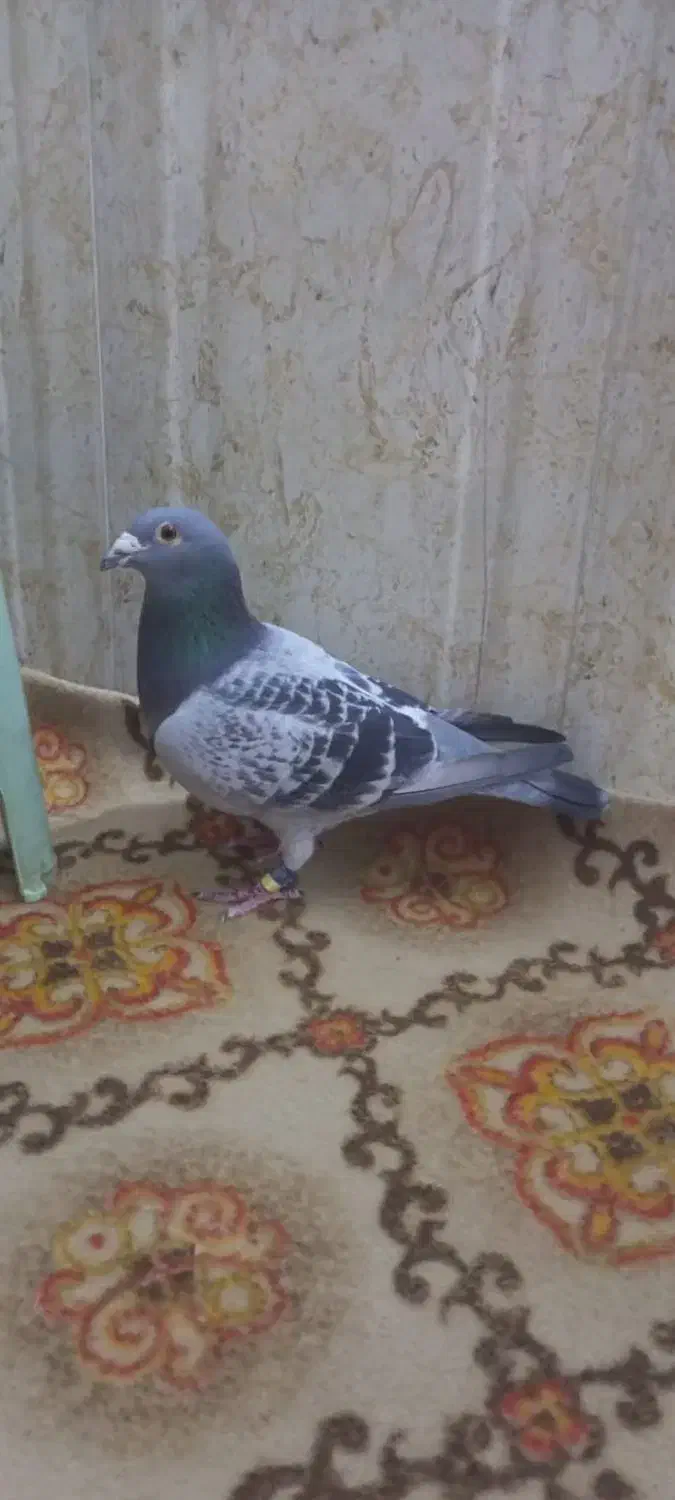 کبوتر پلاکی|پرنده|حمیدیه, |دیوار