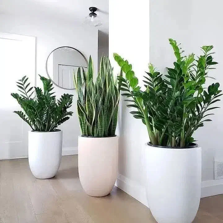 گل و گیاه (گل فروشی)|گل و گیاه طبیعی|دوگنبدان, |دیوار