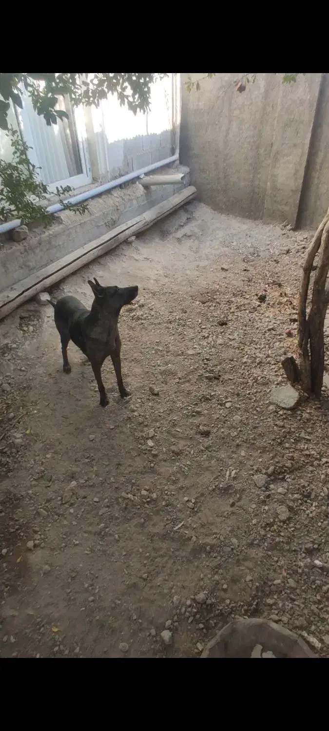 سگ مایلیونیز|سگ|هشتگرد, خور|دیوار