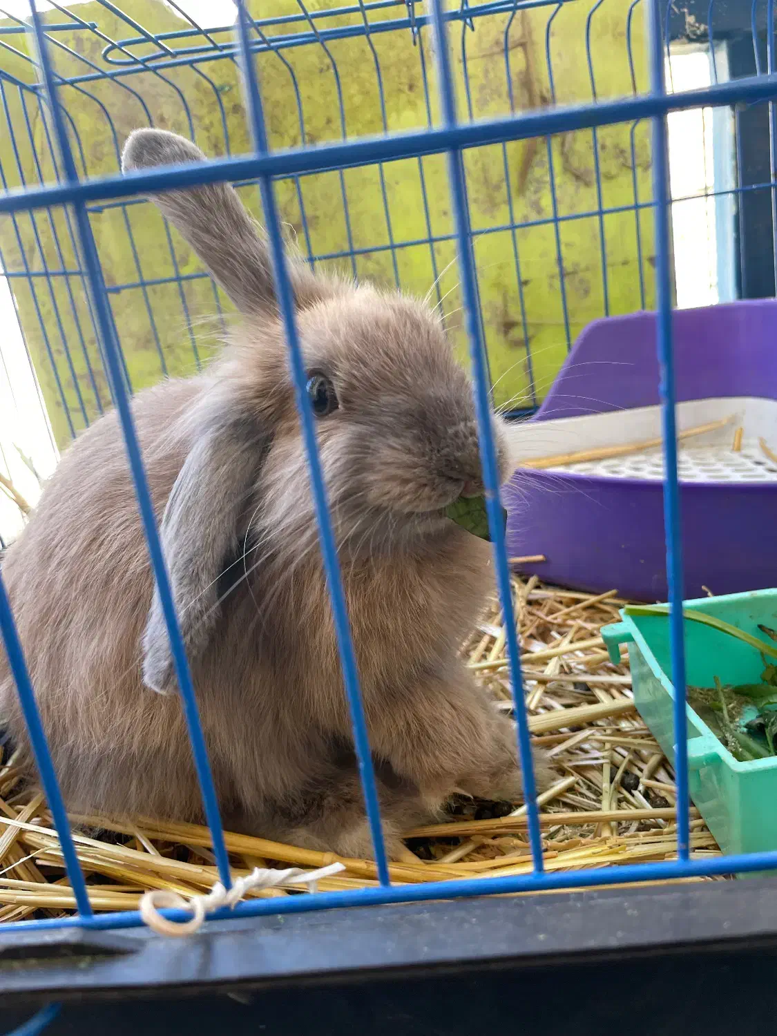 واگذاری خرگوش|موش و خرگوش|کرج, عظیمیه|دیوار