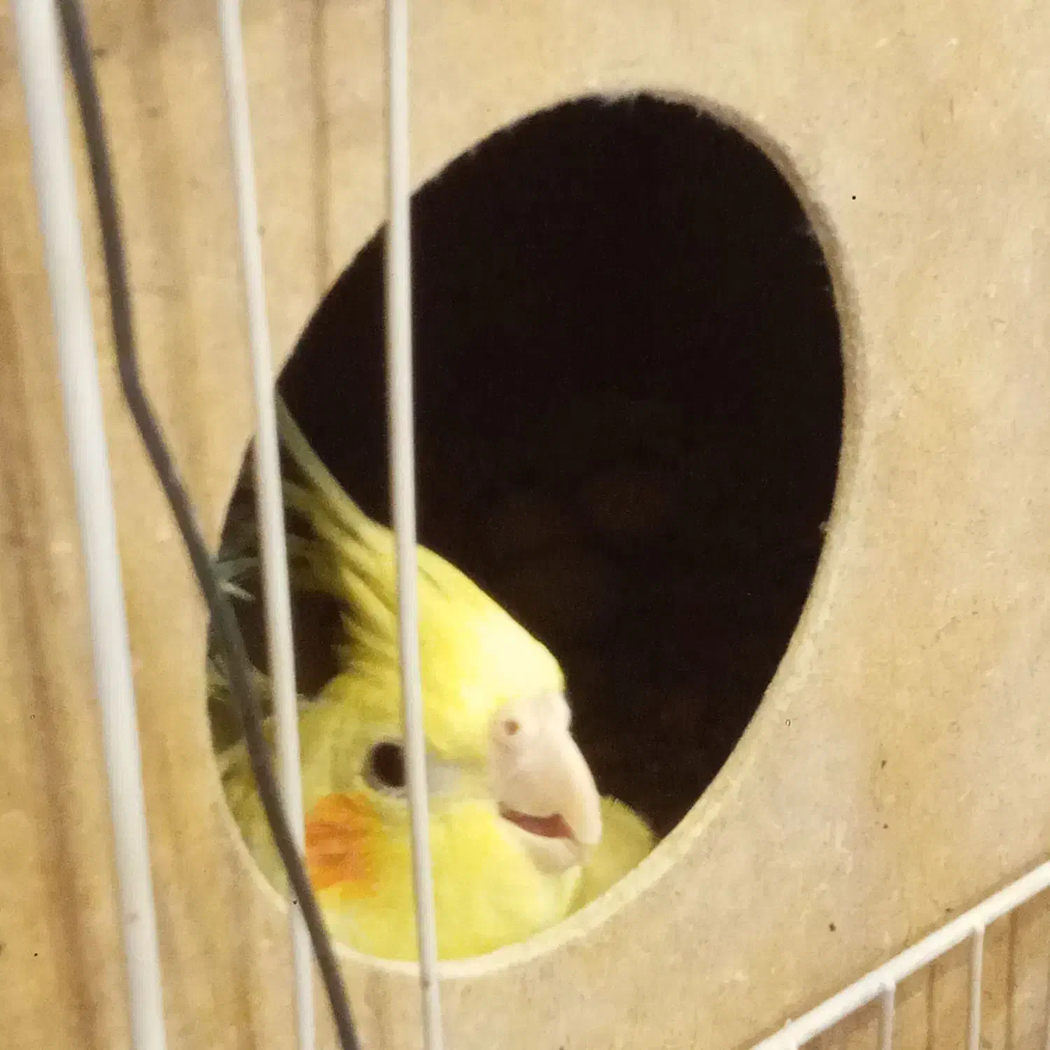 پرنده جفت عروس هلندی مولد کار داده رو تخم|پرنده|یزد, |دیوار