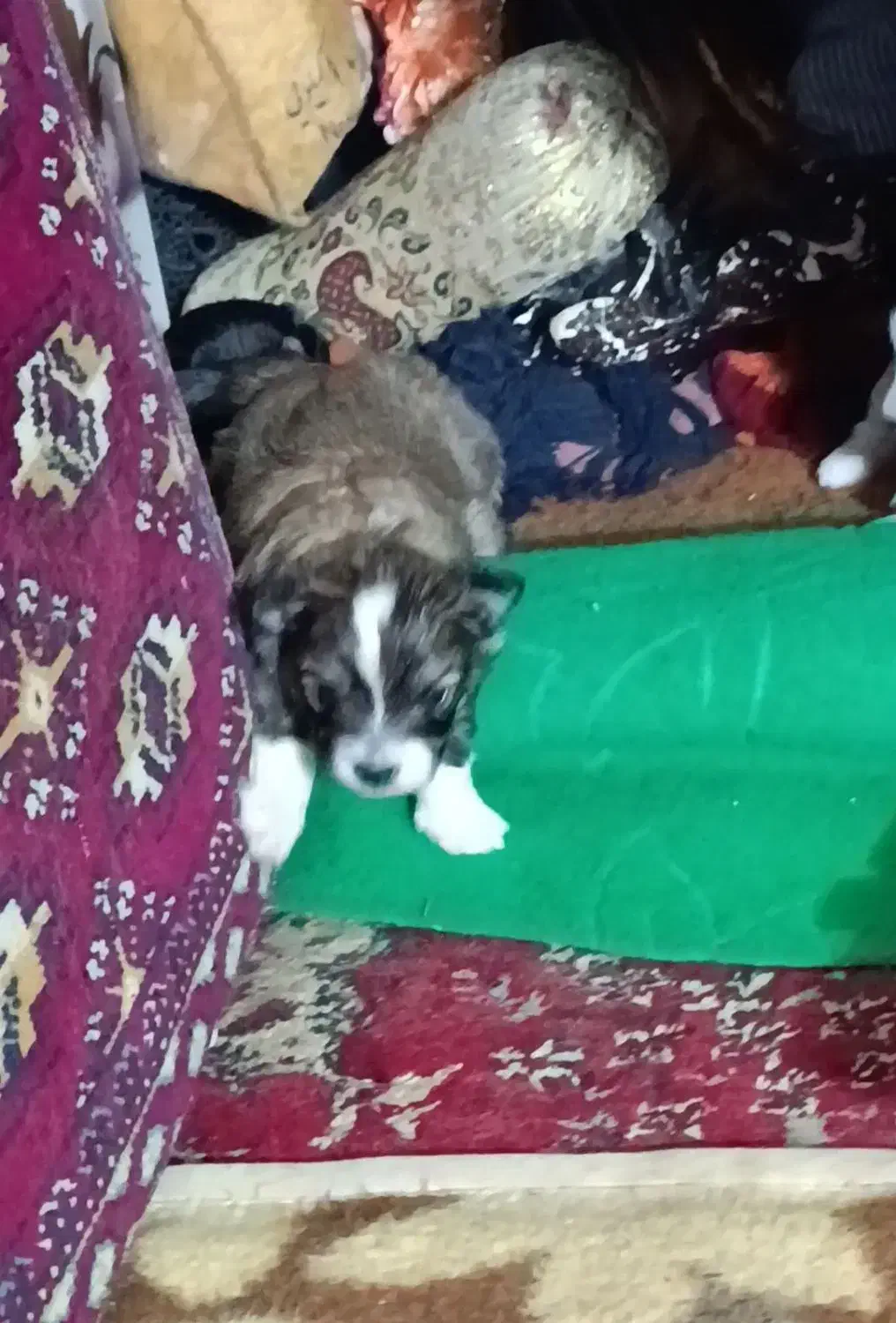 توله شیتزو|سگ|کرمان, |دیوار