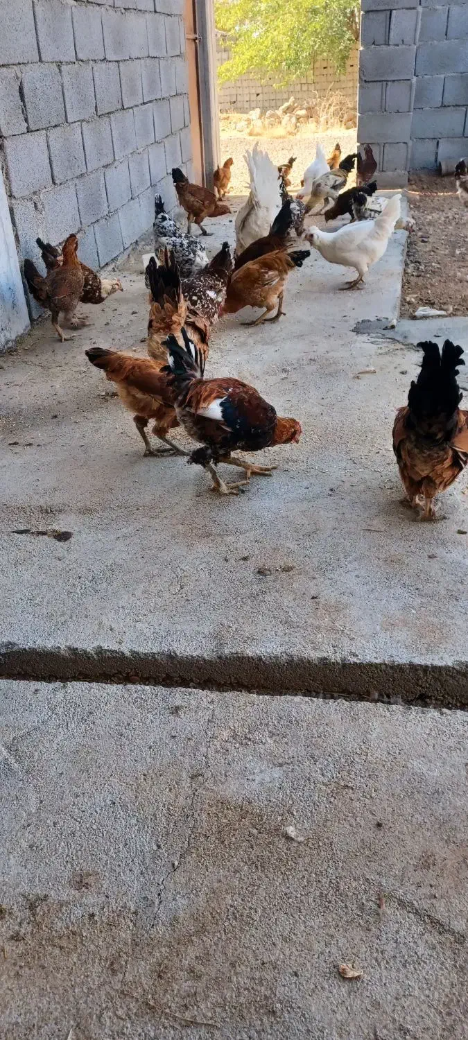 مرغ وخروس|حیوانات مزرعه|جونقان, |دیوار