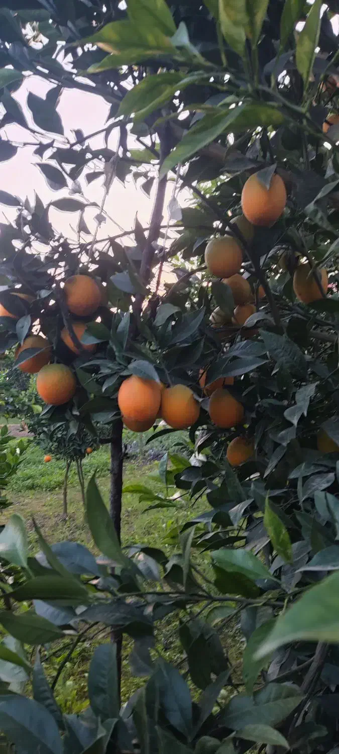 فروش پرتقال موزی|خوردنی و آشامیدنی|زرگرشهر, |دیوار