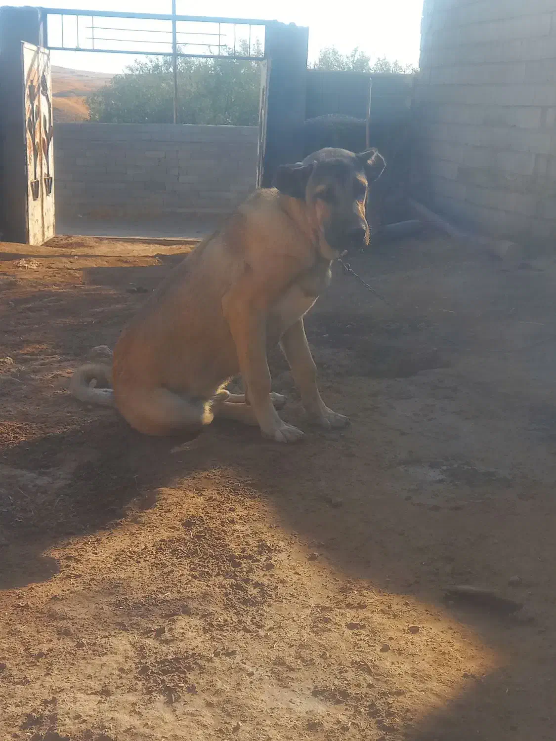 توله سگ سرابی|سگ|کرج, کرج نو|دیوار