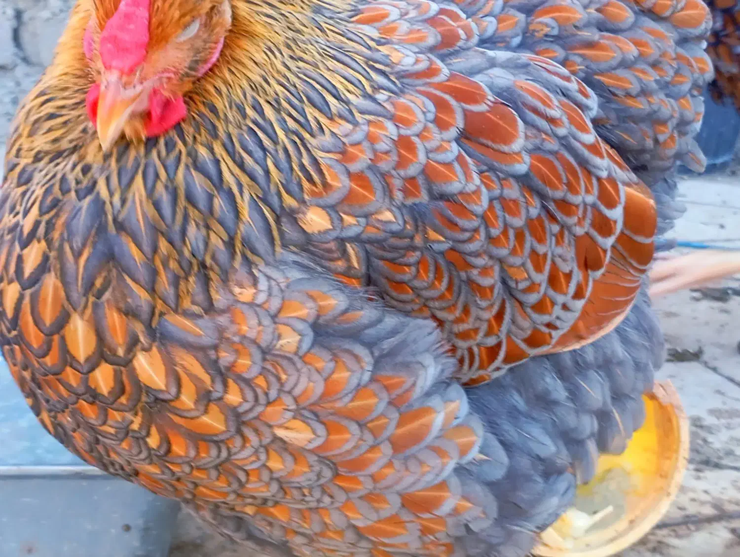 جوجه گلین پنگوئنی  ویاندوت سیلور ایام سمانی|حیوانات مزرعه|پاکدشت, پاکدشت (مامازند)|دیوار