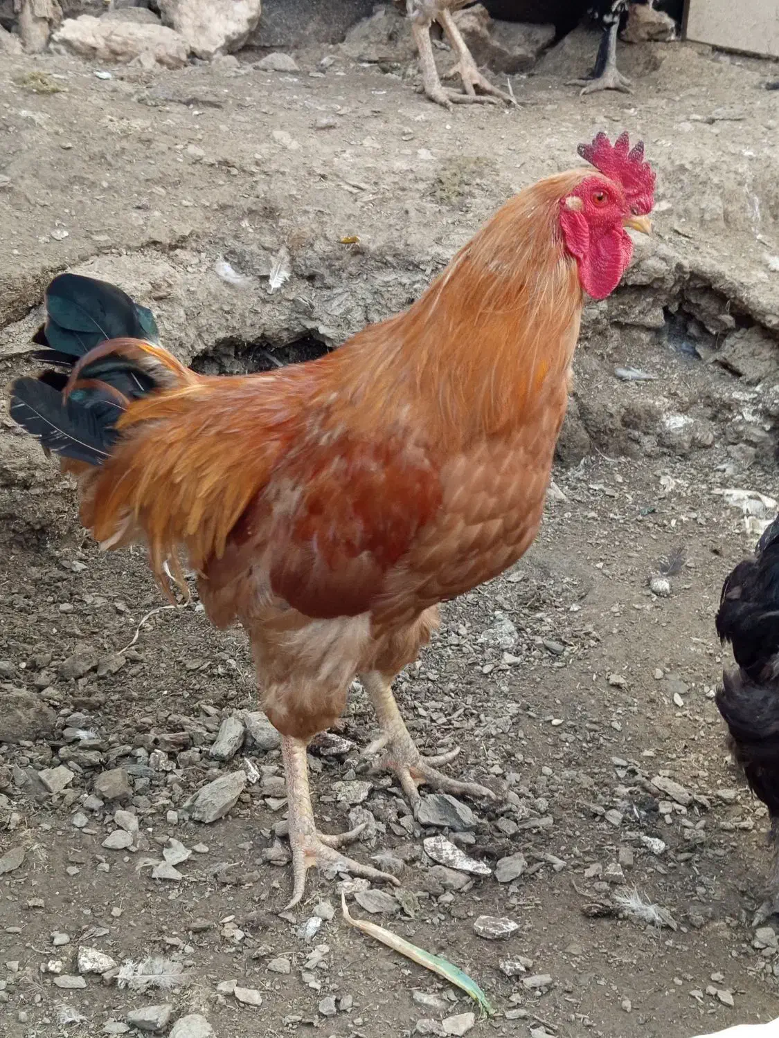 خروس محلی|حیوانات مزرعه|بانه, |دیوار