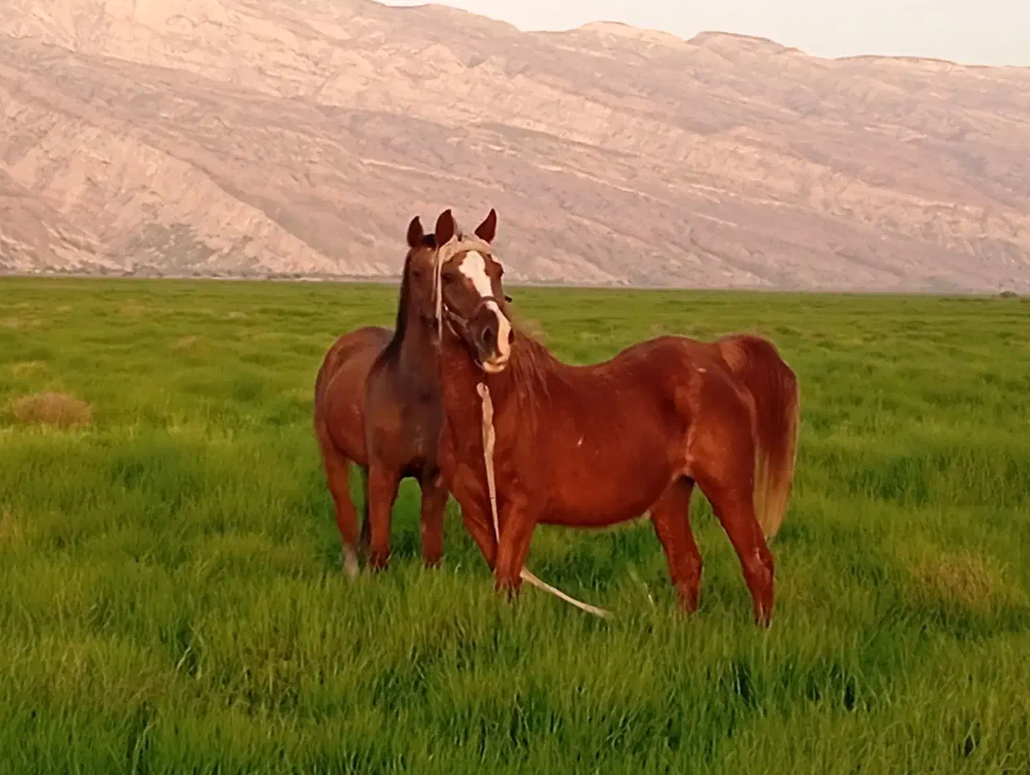 اسب|اسب و تجهیزات اسب‌سواری|گله دار, |دیوار