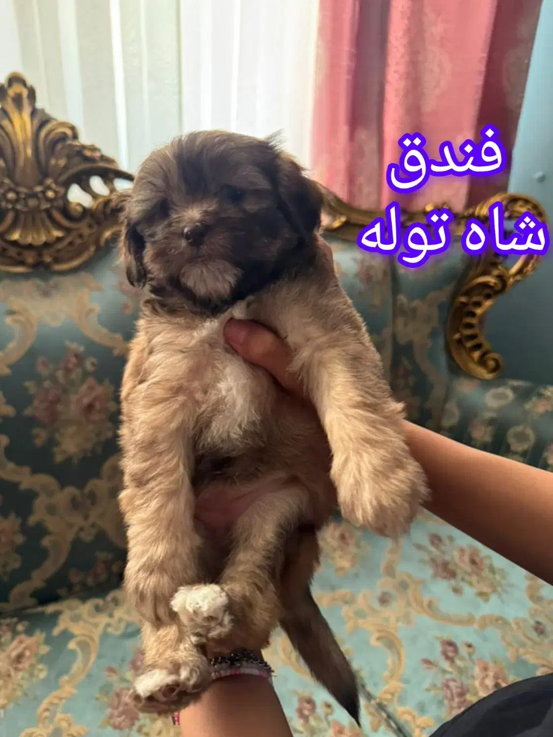 واگذاری توله سگ|سگ|بندرعباس, |دیوار