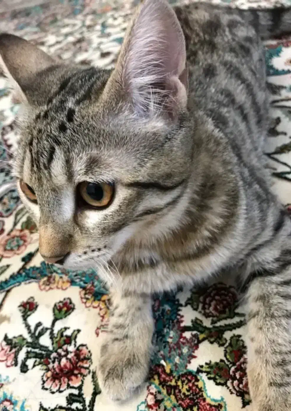 گربه خانگی|گربه|قرچک, باقرآباد|دیوار