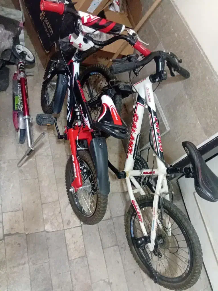 دوچرخه|دوچرخه، اسکیت، اسکوتر|تهران, درختی|دیوار