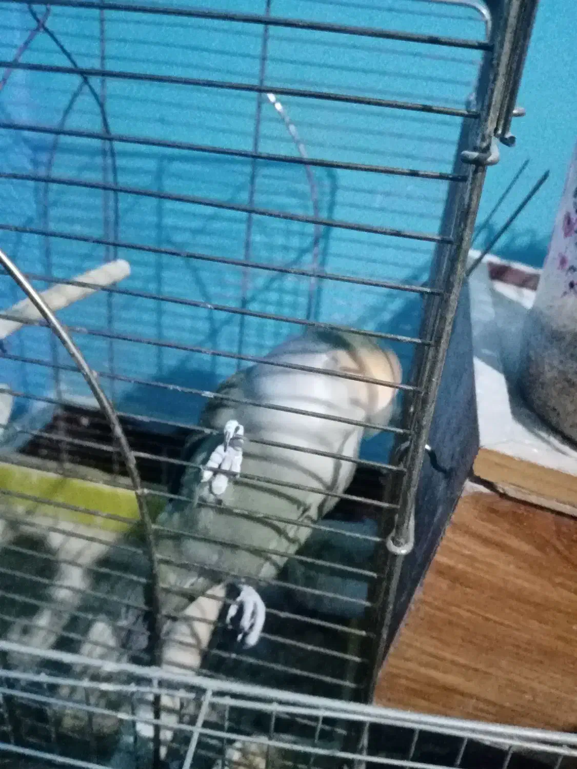 طوطی برزیلی نر معاوضه|پرنده|کوهسار (البرز), |دیوار