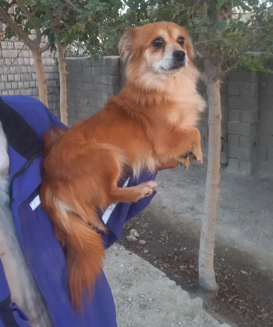 سگ آپارتمانی بالغ ماده|سگ|صفادشت, |دیوار