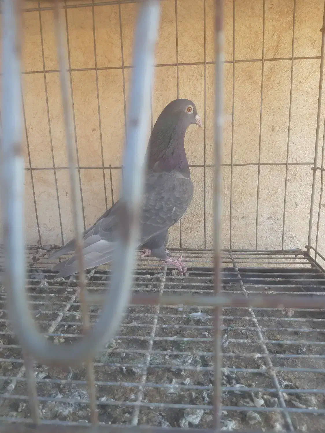 کبوتر قهوه ای|پرنده|اهواز, طالقانی|دیوار