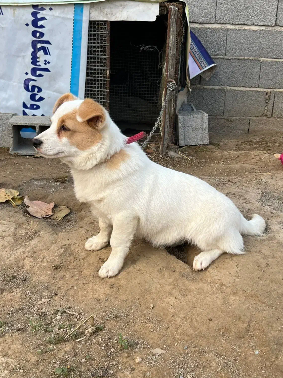 سگ ماده نژاد اشپیتز|سگ|ساری, |دیوار