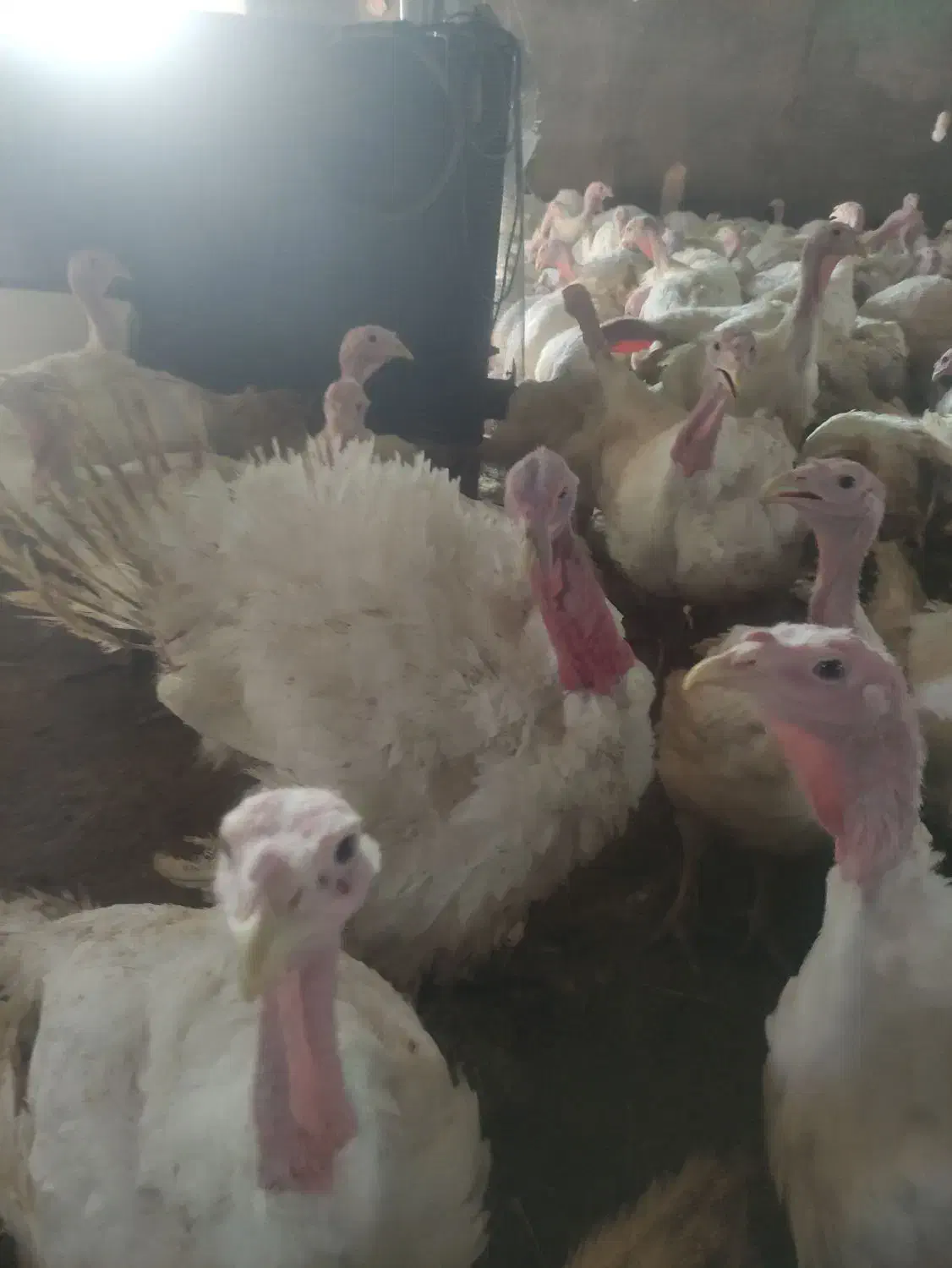 بوقلمون بیوتی پروار|حیوانات مزرعه|مشهد, الهیه|دیوار