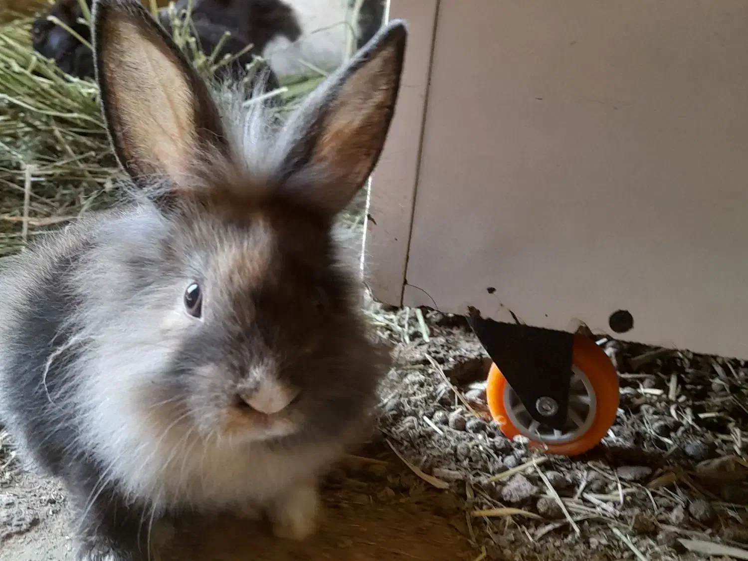 فروش خرگوش|موش و خرگوش|شهرکرد, |دیوار