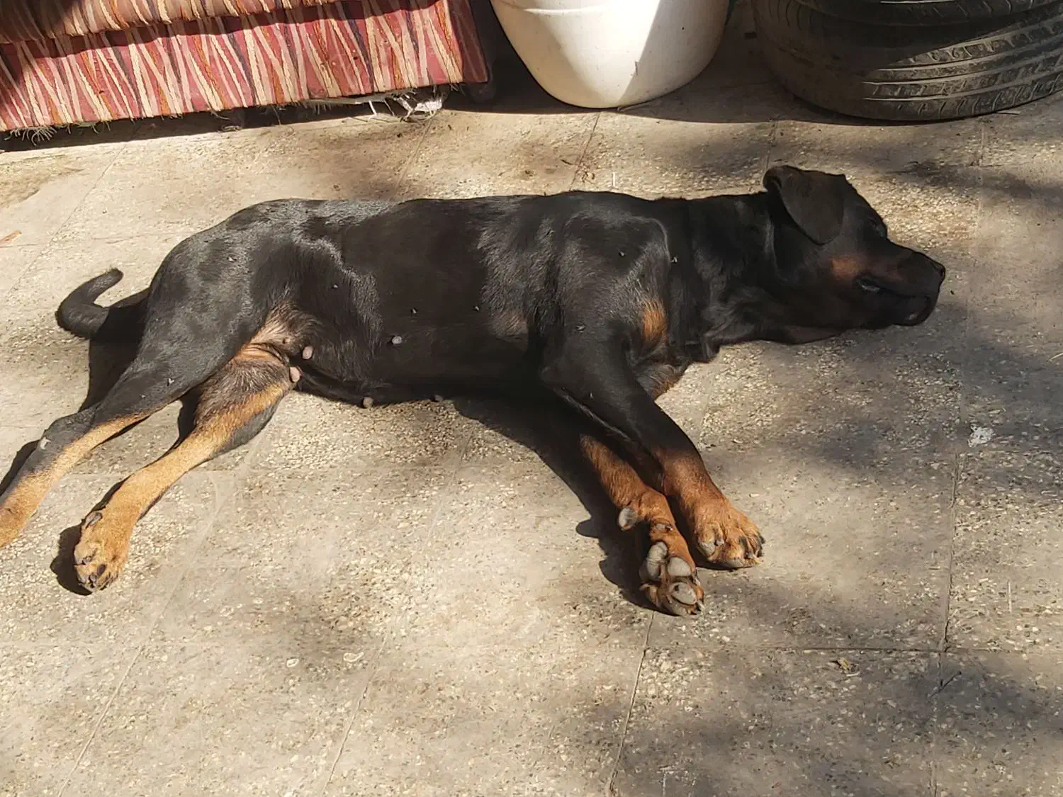 سگ ماده رتوایلر برای فروش|سگ|قائم‌شهر, |دیوار