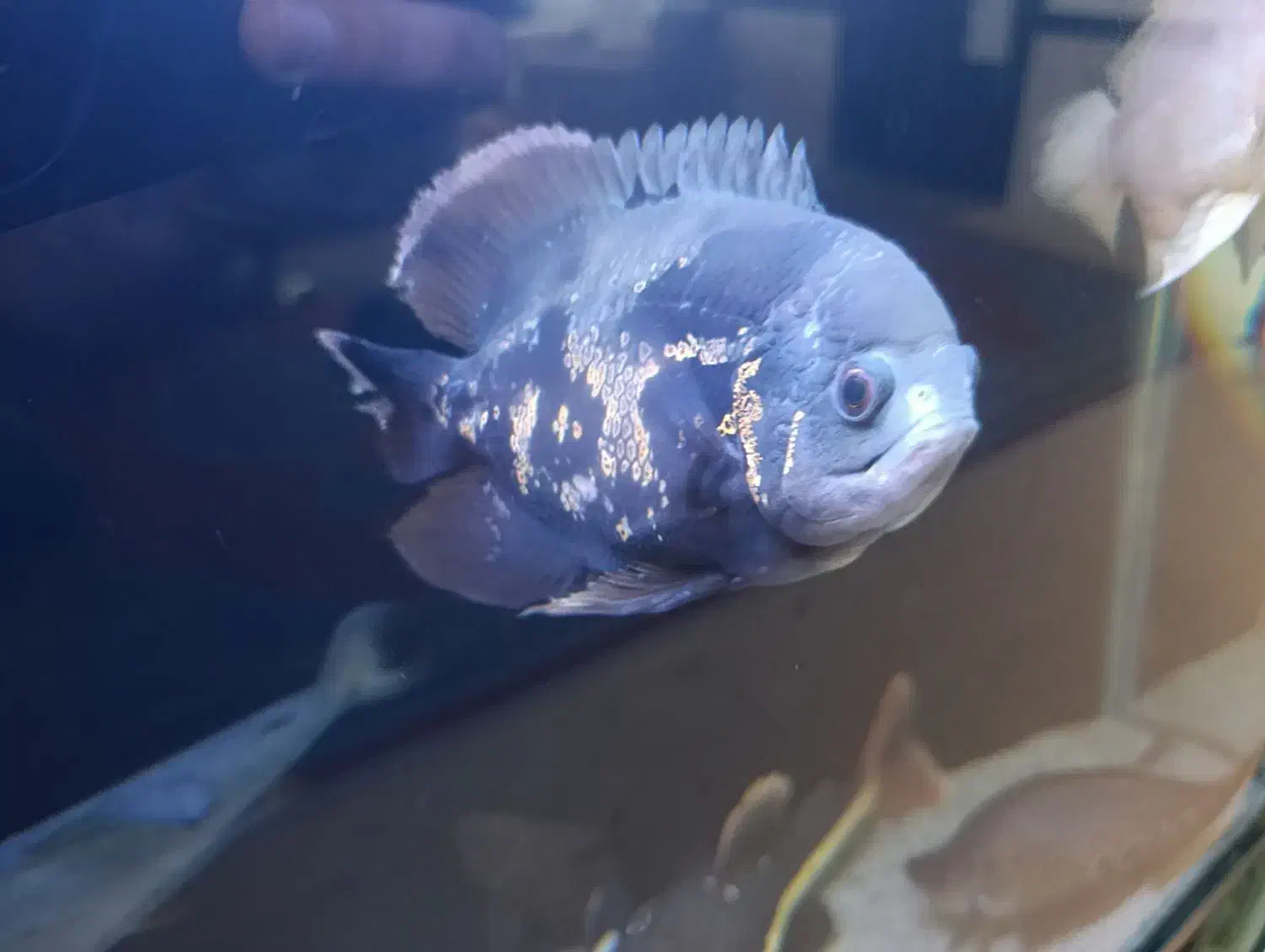 ماهی اسکار|ماهی|مریوان, |دیوار