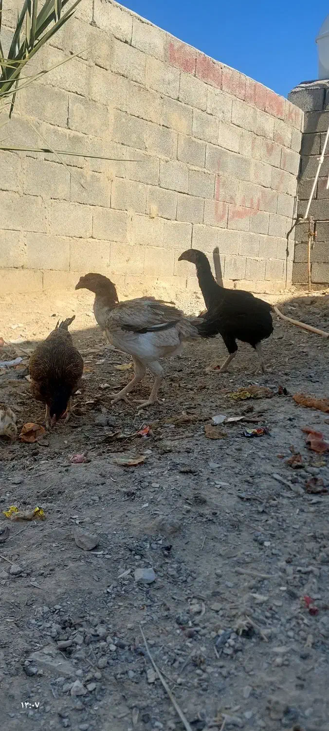 خروس ماکیان|حیوانات مزرعه|سراوان, |دیوار