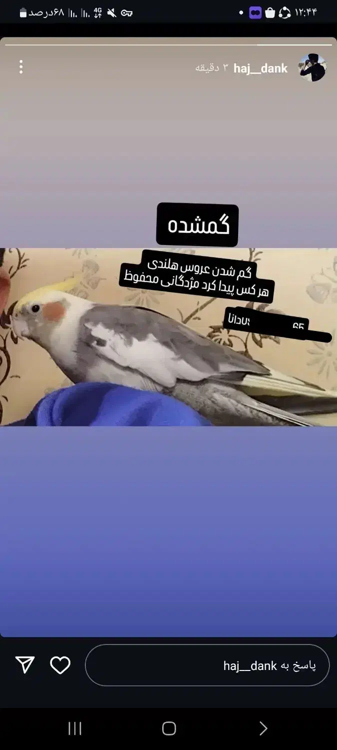 گمشده عروس هلندی|پرنده|ثلاث باباجانی, |دیوار