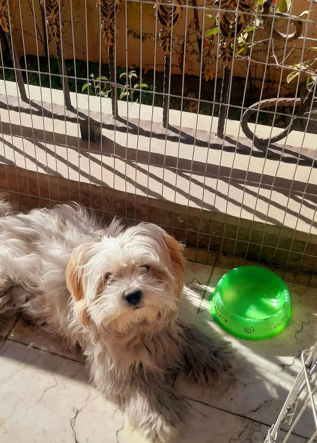 سگ شیتزو|سگ|دماوند, گیلاوند|دیوار