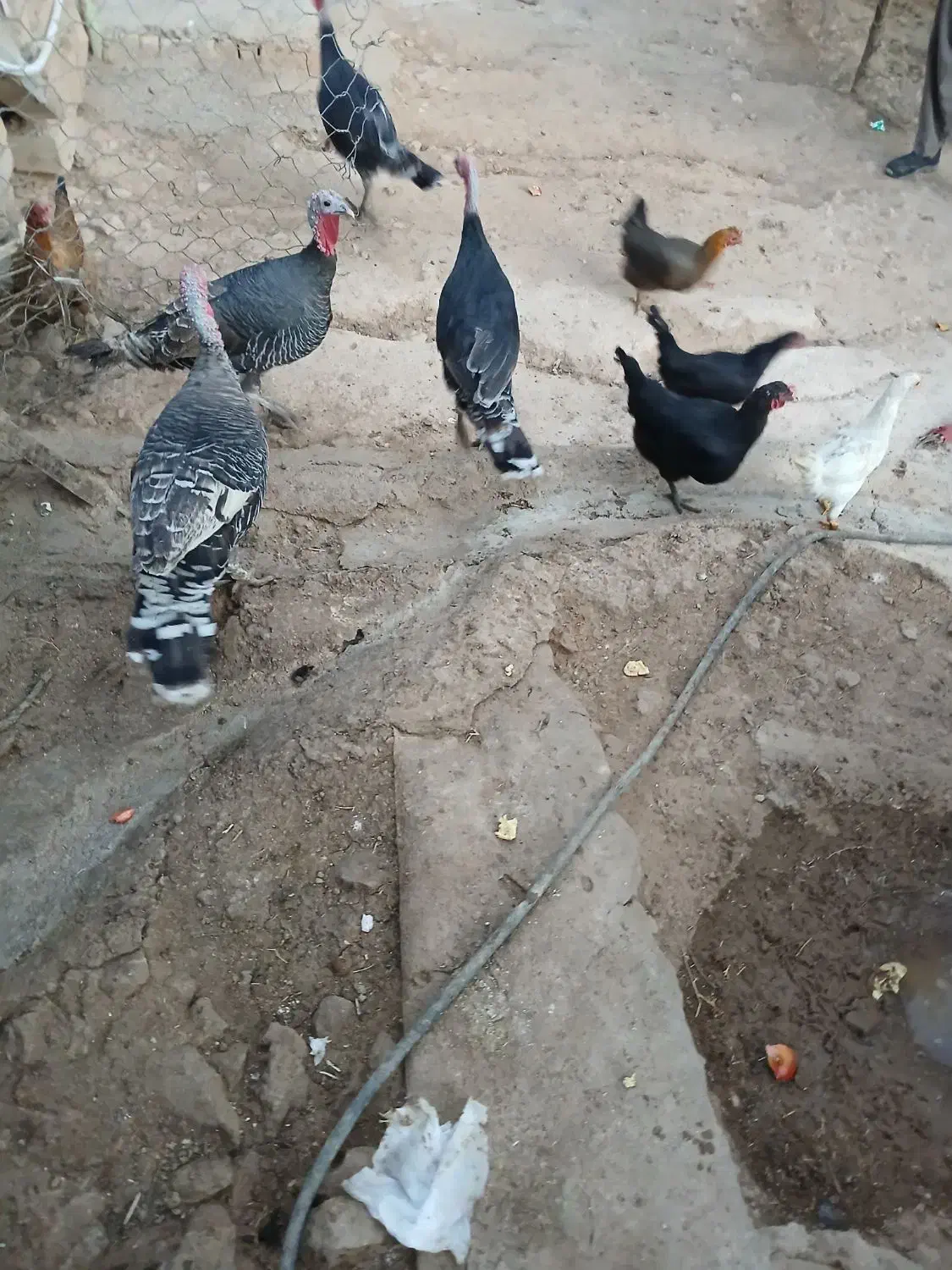 فقط تماس پاسخ گو هستم|حیوانات مزرعه|چگنی, |دیوار