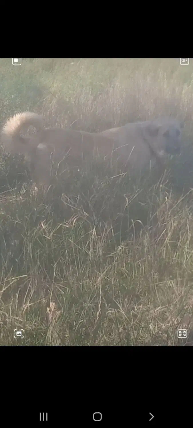 واگذاری ماچه سرابی گوسفندی تظمینی|سگ|ساوه, |دیوار