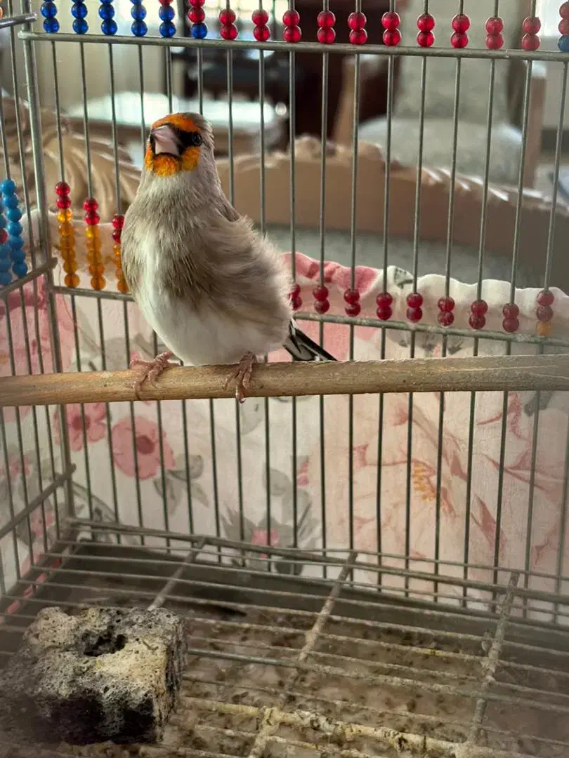 سهره کرمونی|پرنده|تهران, شهرک بوعلی|دیوار