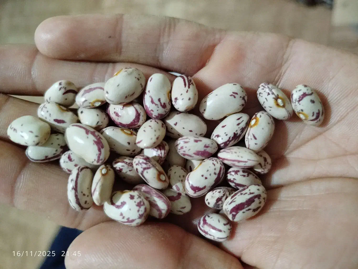 لوبیا چیتی تازه|خوردنی و آشامیدنی|صومای برادوست, |دیوار