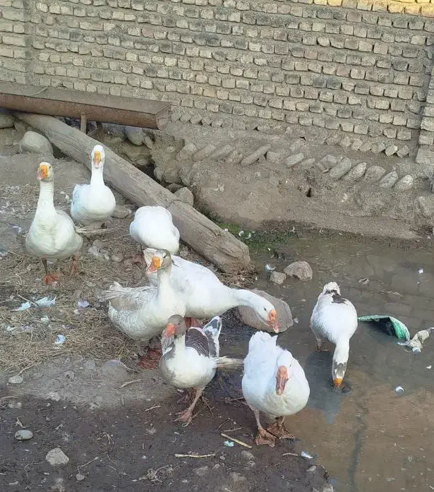 فروش غازمحلی وقوغاز اوکراینی|حیوانات مزرعه|فاضل آباد, |دیوار