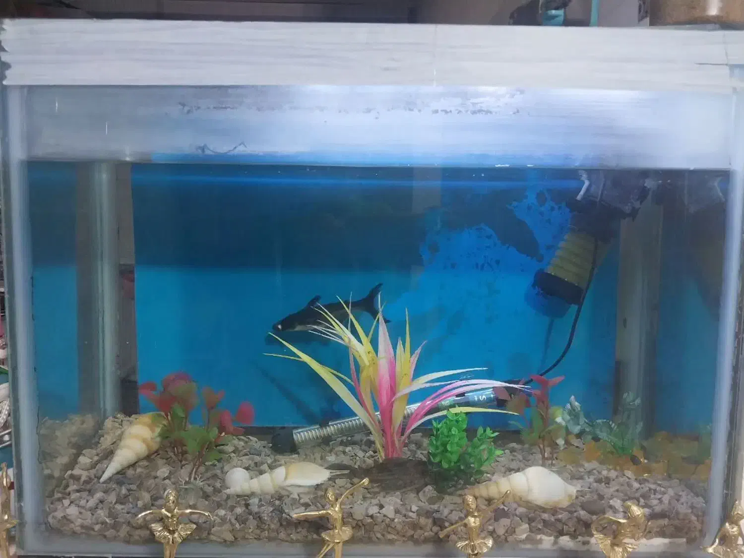 ماهی و لوازم اکواریوم|ماهی|ورامین, شهرک ولیعصر|دیوار