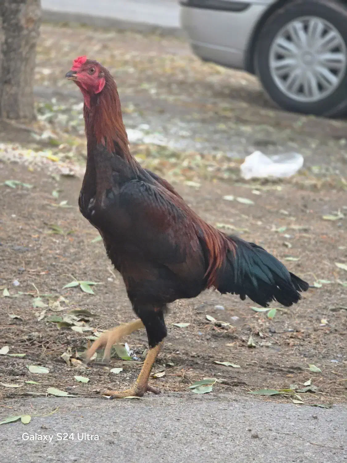 جوجه لاری سه ماهه و نیمه|حیوانات مزرعه|بروجرد, |دیوار