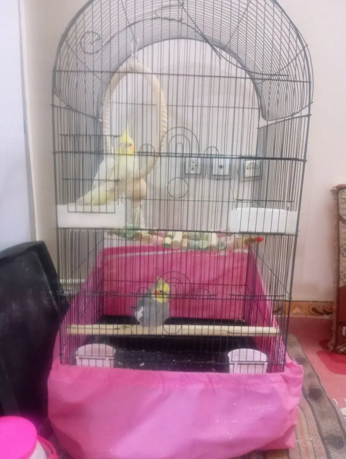 جفت عروس هلندی لوتینو|پرنده|شال, |دیوار