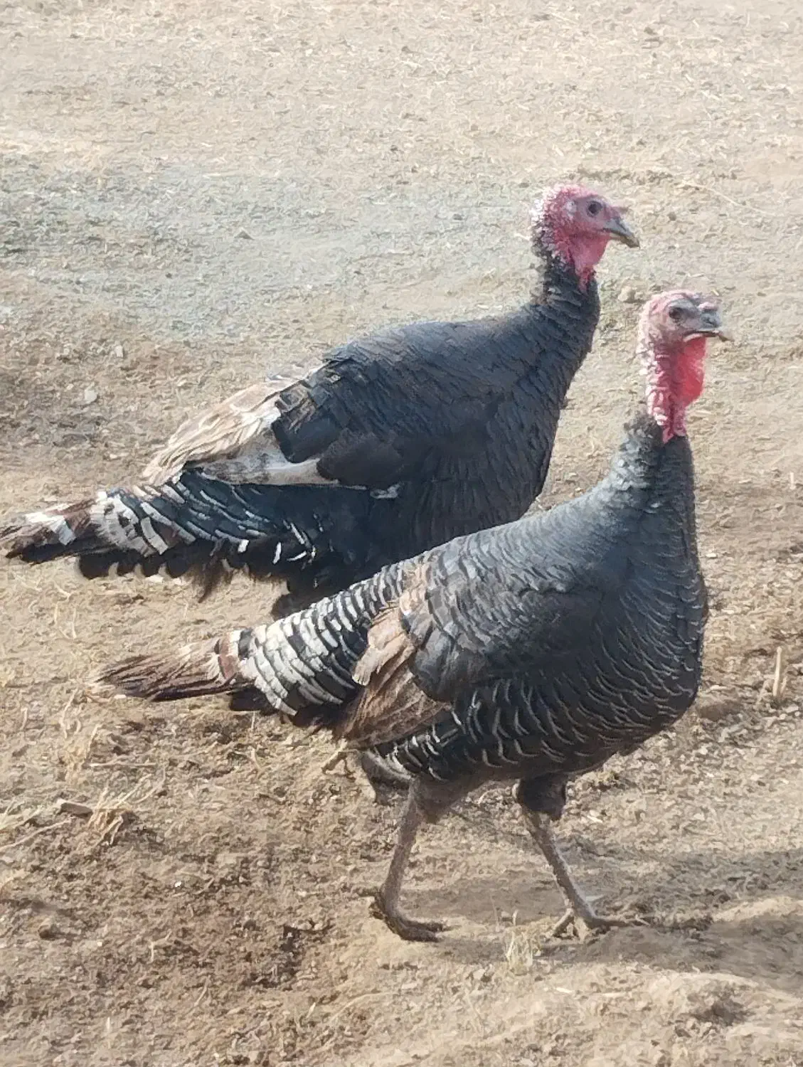 بوقلمون|حیوانات مزرعه|حسین آباد, |دیوار