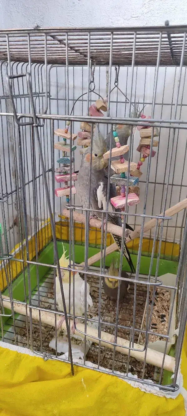 4عدد عروس هلندی|پرنده|محلات, |دیوار