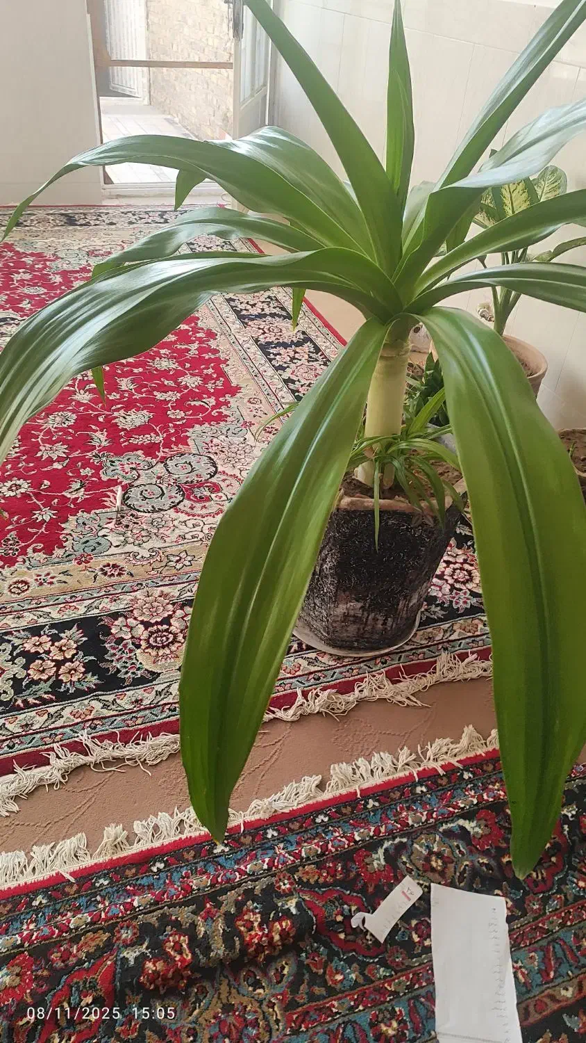 گل  سالم|گل و گیاه طبیعی|اردکان, |دیوار