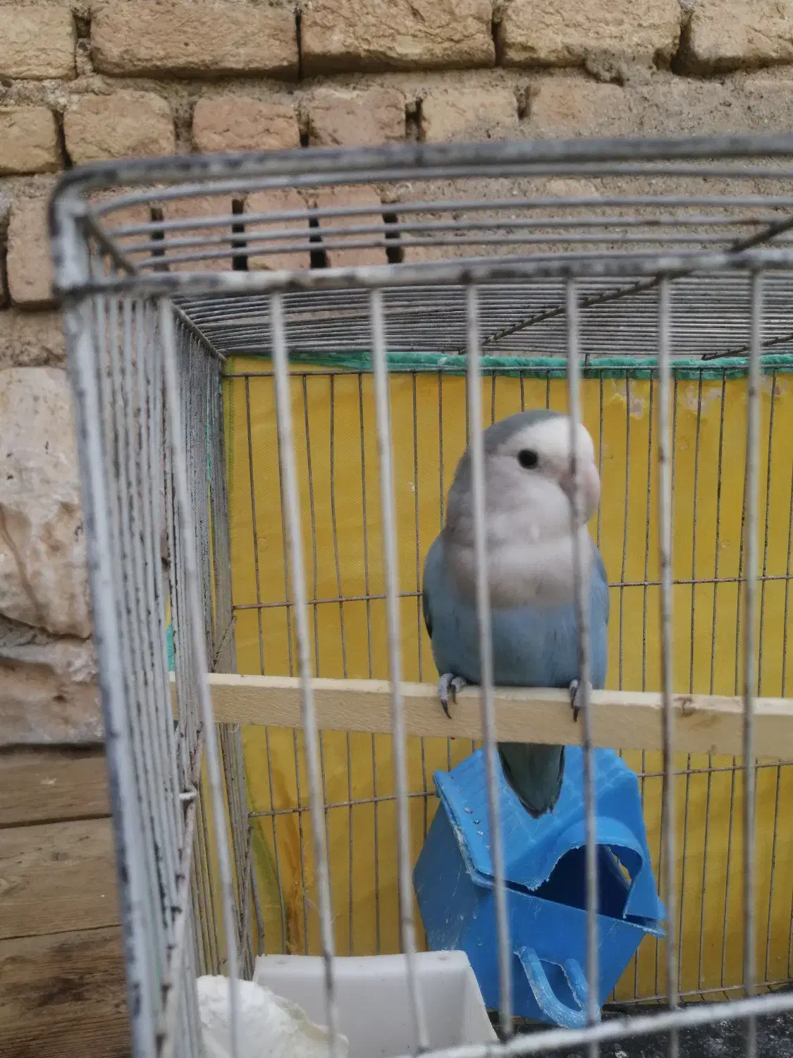 طوطی برزیلی نر|پرنده|اسلام‌‌آباد غرب, |دیوار